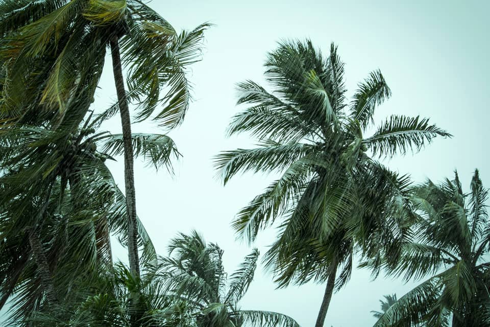 Palm trees bent by wind and rain under a grey sky